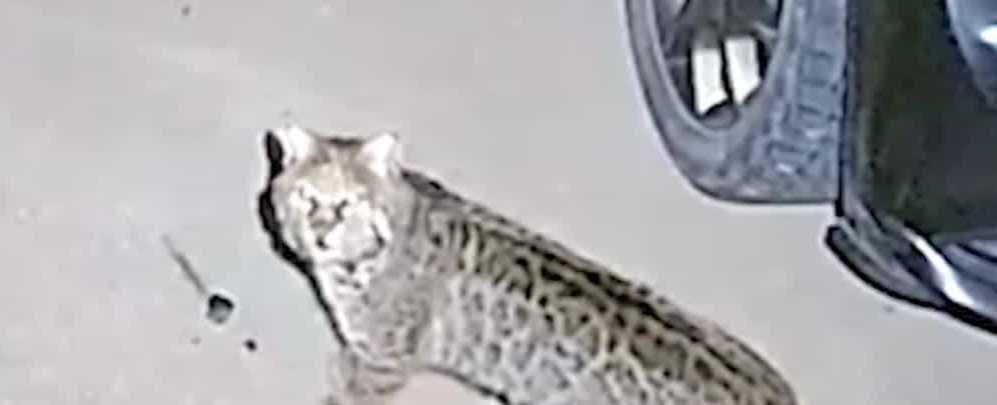 Iowa DNR warns about bobcat threatening pets and people