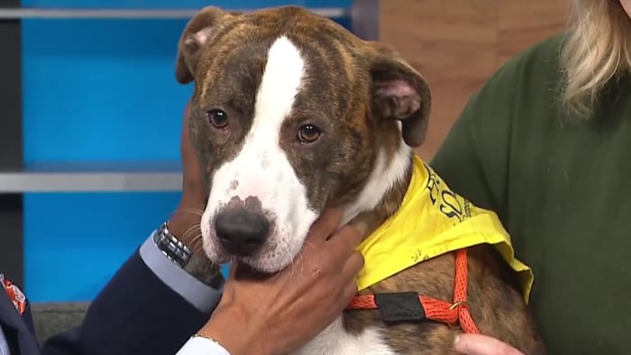 KPRC 2 Pet Project: Meet Ratatouille, a pup who’s got the recipe to make you smile