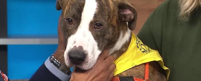 KPRC 2 Pet Project: Meet Ratatouille, a pup who’s got the recipe to make you smile
