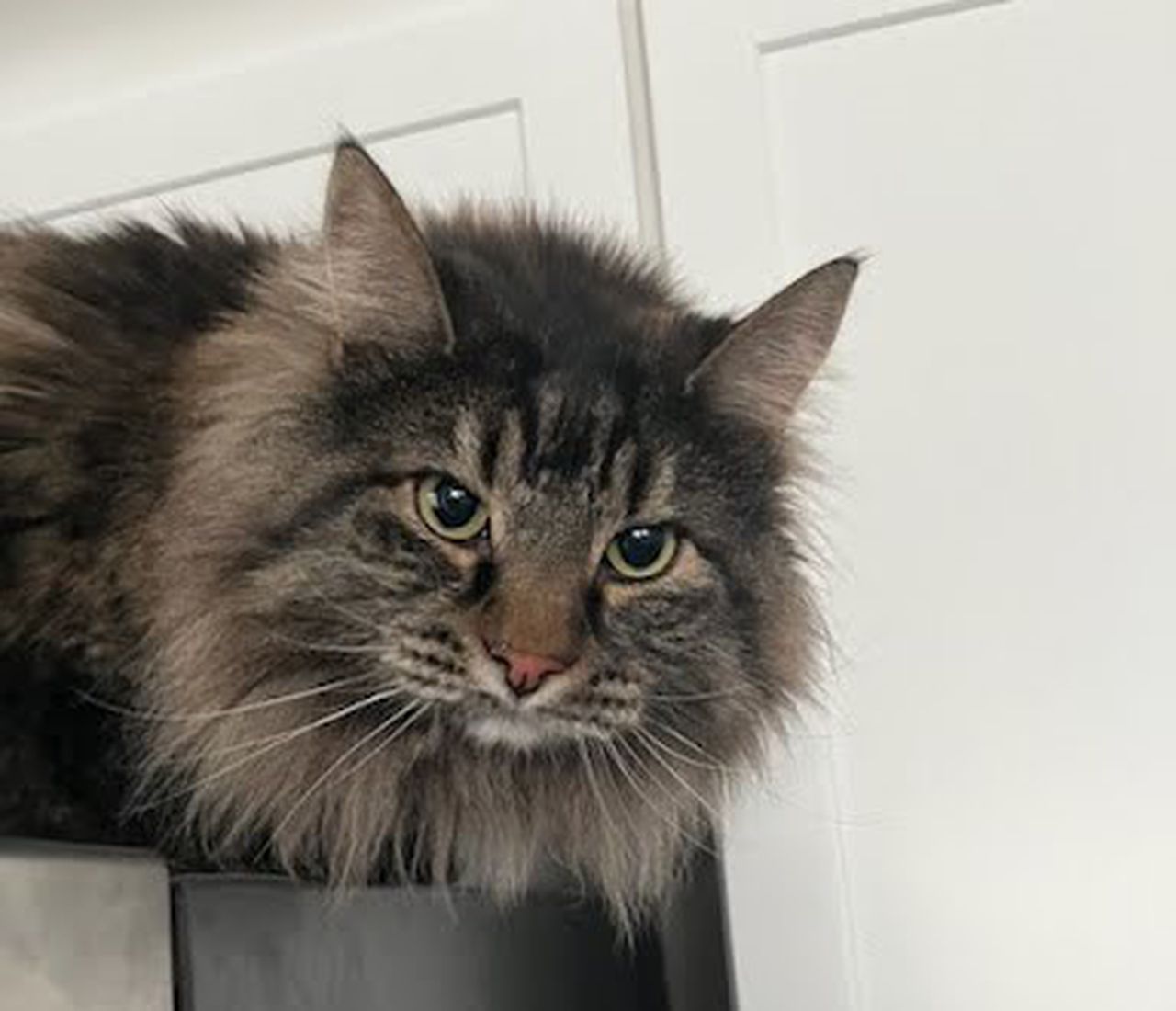 Meet the OCHS Pet of the Week: Nova