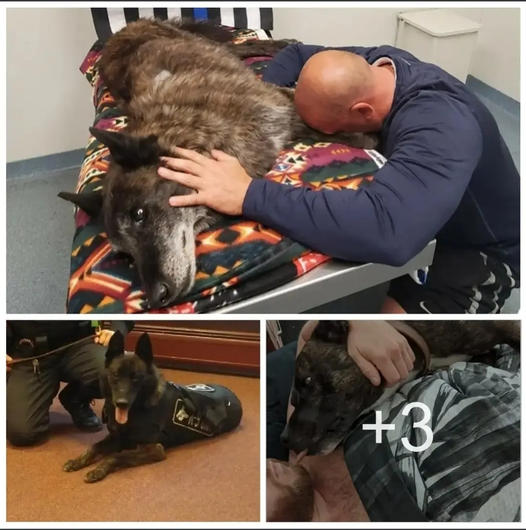 Officer Say Last Farewell To His Partner And Pet “K9 Dog Axel”