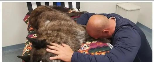 Officer Say Last Farewell To His Partner And Pet “K9 Dog Axel”