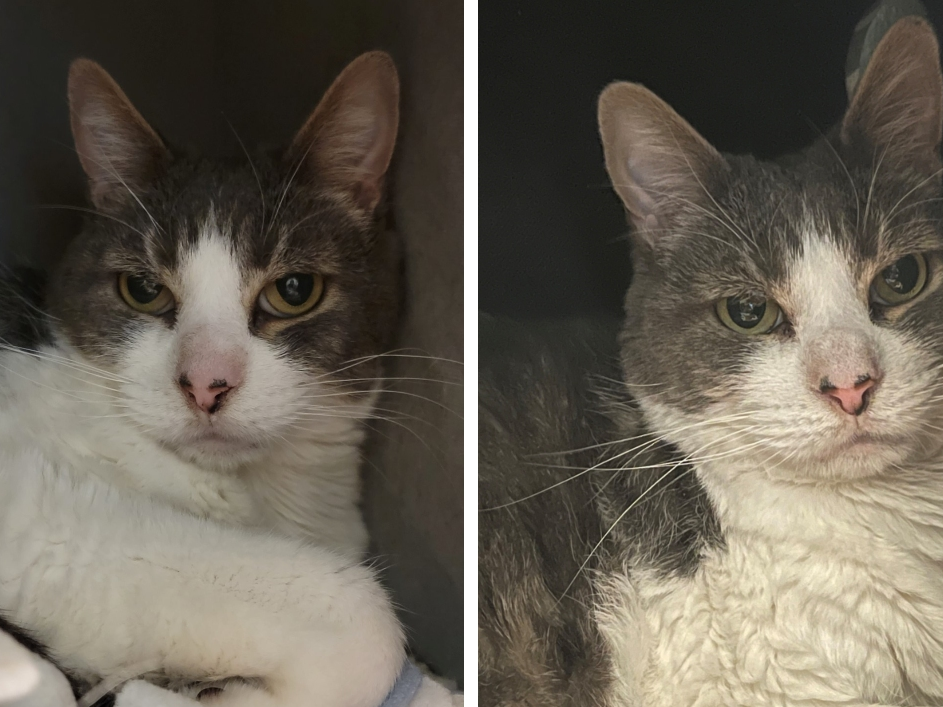 Smithtown Adoptable Pet Of The Week: Mr. Ed