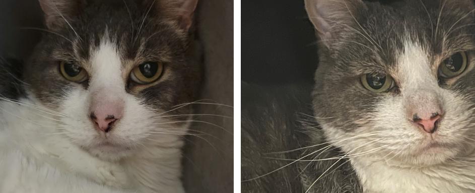 Smithtown Adoptable Pet Of The Week: Mr. Ed