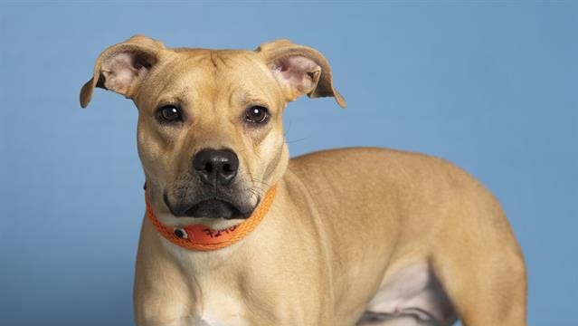 Adopt a pet: Eileen and more pets up for adoption in Phoenix-area shelters