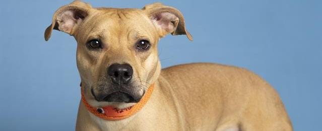 Adopt a pet: Eileen and more pets up for adoption in Phoenix-area shelters