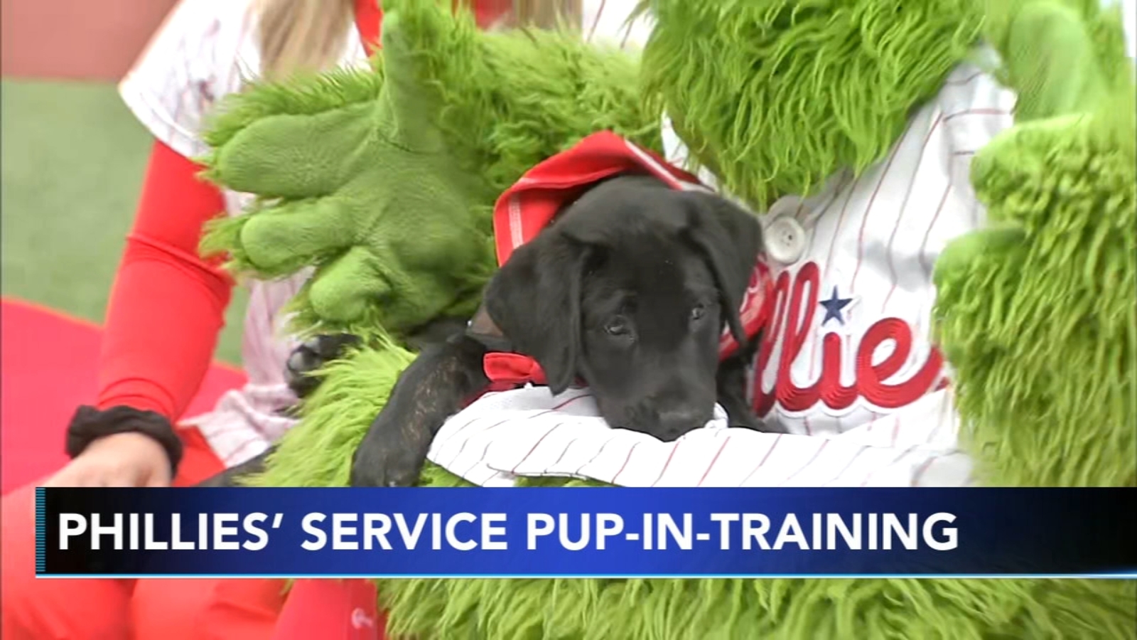 'Major', Black Labrador puppy, becomes Philadelphia Phillies' new service pup in training