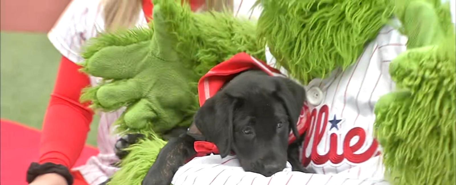 'Major', Black Labrador puppy, becomes Philadelphia Phillies' new service pup in training