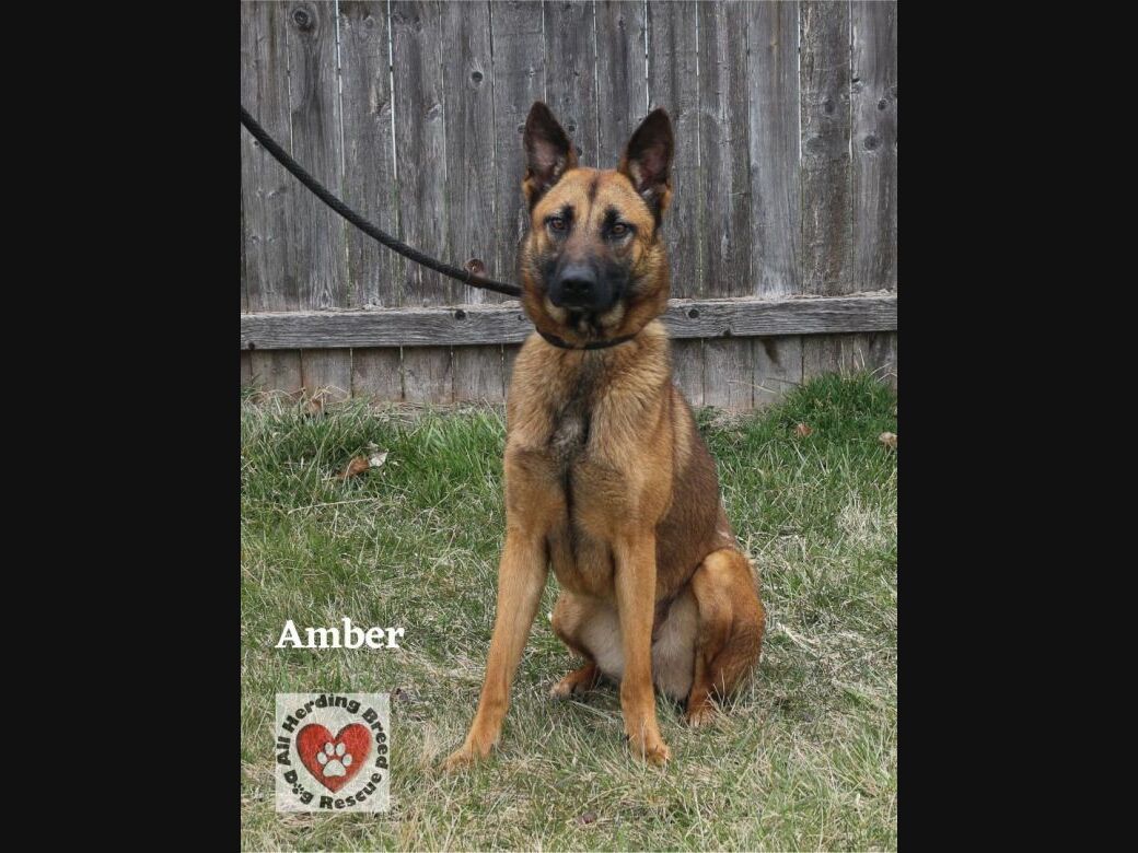 Adopt From New Lenox Area Shelters: See New Dogs, Cats & More