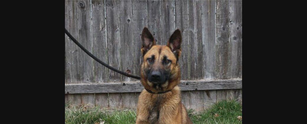 Adopt From New Lenox Area Shelters: See New Dogs, Cats & More