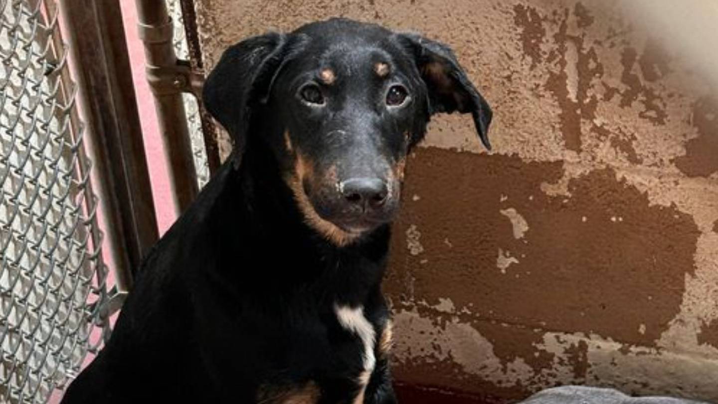 150 dogs face euthanasia as DeKalb shelter deals with severe overcrowding for 2nd time this year