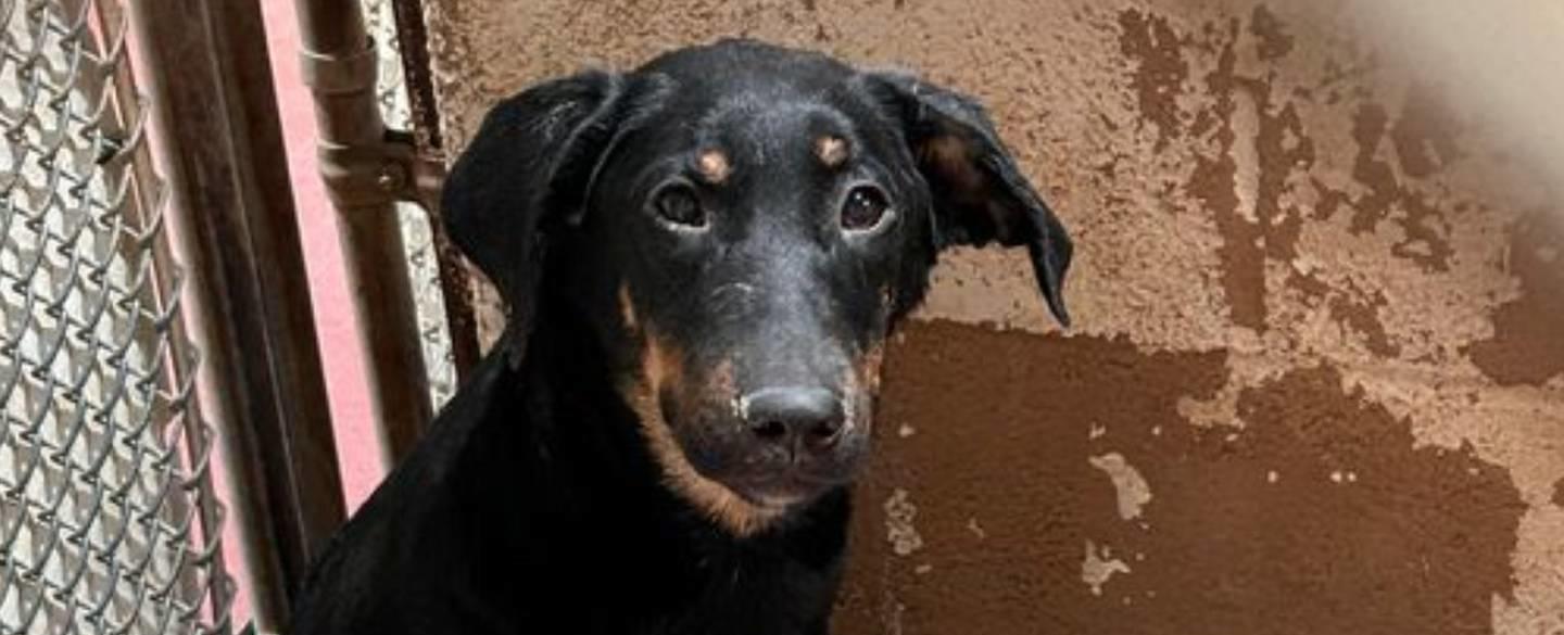 150 dogs face euthanasia as DeKalb shelter deals with severe overcrowding for 2nd time this year