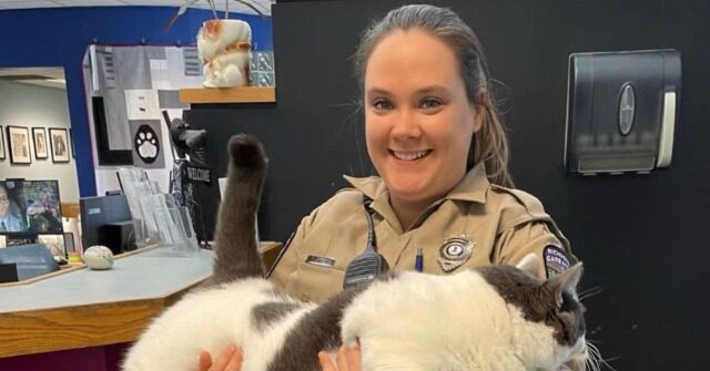 PHOTO — 40-Pound Cat Gets Adopted in Virginia: 'Real Live Pillow Pet'