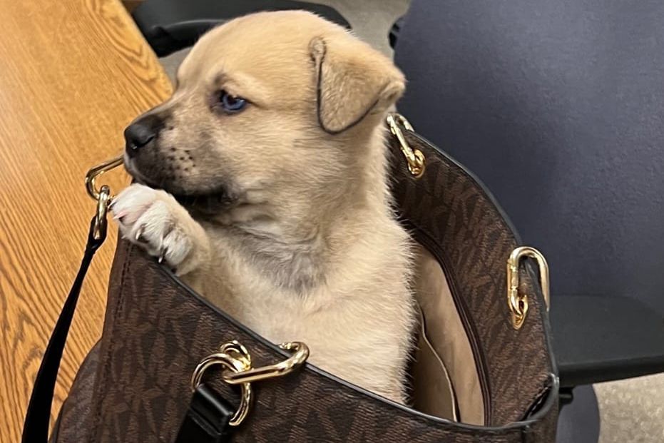 Puppy Thrown from Truck in Police Chase Is 'Getting the Best Care'