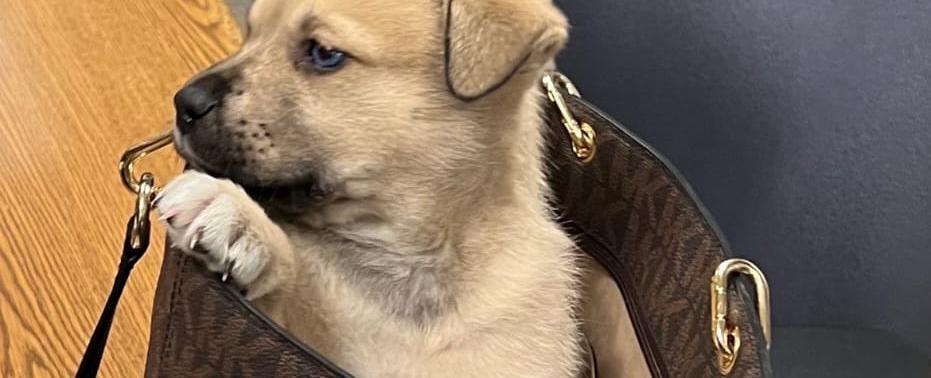 Puppy Thrown from Truck in Police Chase Is 'Getting the Best Care'