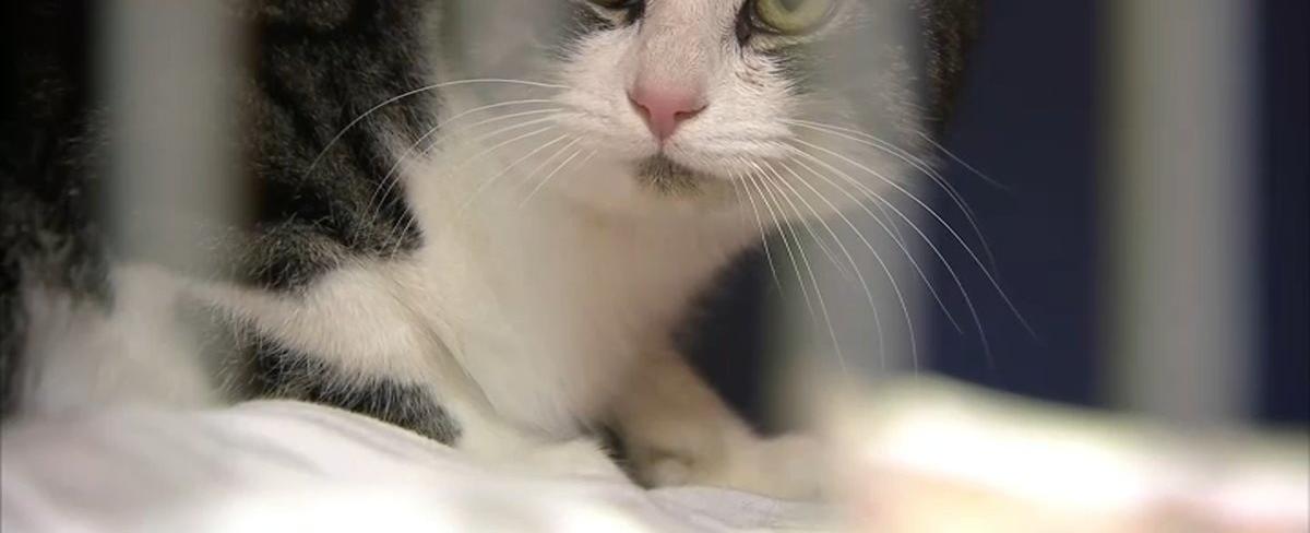 Bill That Would Prohibit Declawing of Cats in Illinois Passes State House