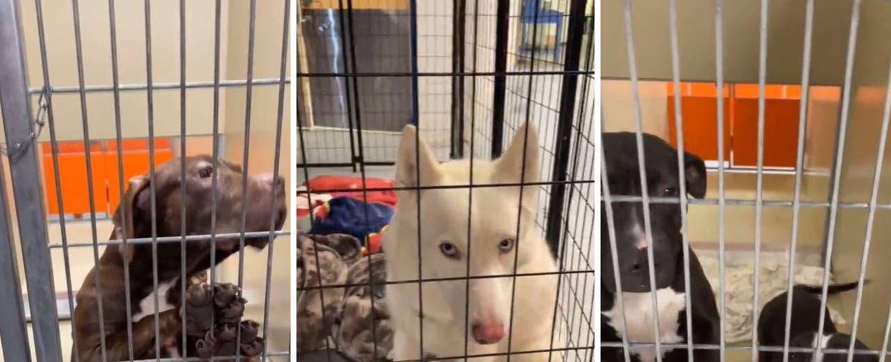 More than 70 large dogs at risk of being put down if not adopted, fostered by next week: ACCT Philly