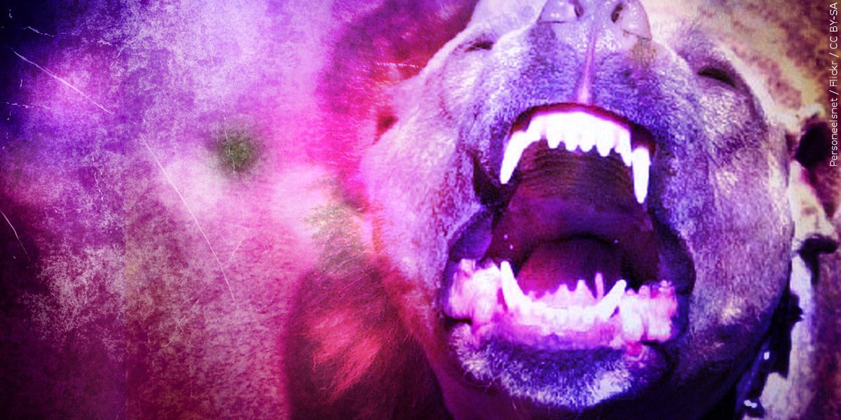 Marion Police seeking missing ‘dangerously aggressive’ dogs