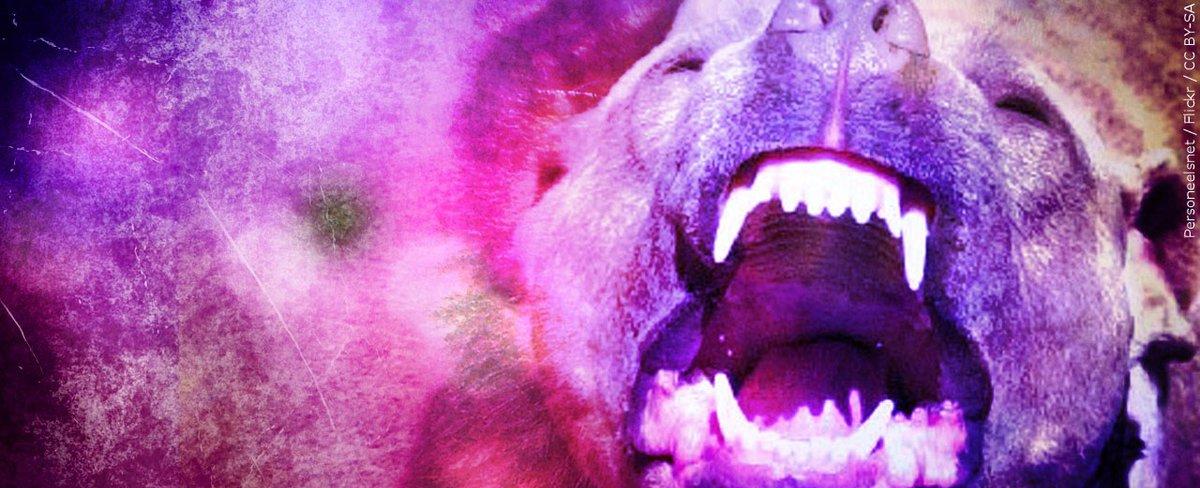 Marion Police seeking missing ‘dangerously aggressive’ dogs