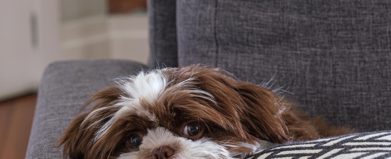 Owner's hilarious pep talk to shih tzu before pet store visit goes viral