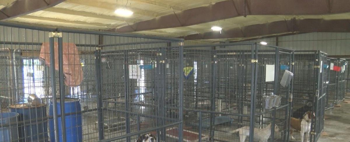 Marshall County animal shelter thrilled with number of dogs adopted, avoiding euthanasia
