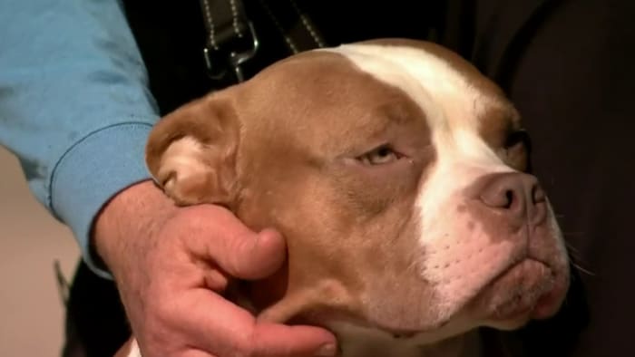 Detroit event hopes get 30 shelter dogs adopted in 3 hours this Sunday