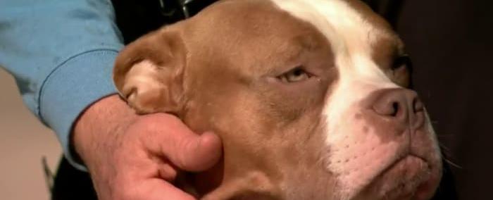 Detroit event hopes get 30 shelter dogs adopted in 3 hours this Sunday