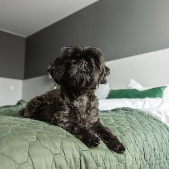 En liten hund vilar på en prydligt bäddad säng med grönt sängkläder i ett mysigt rum, vilket ger en känsla av lugn och komfort.