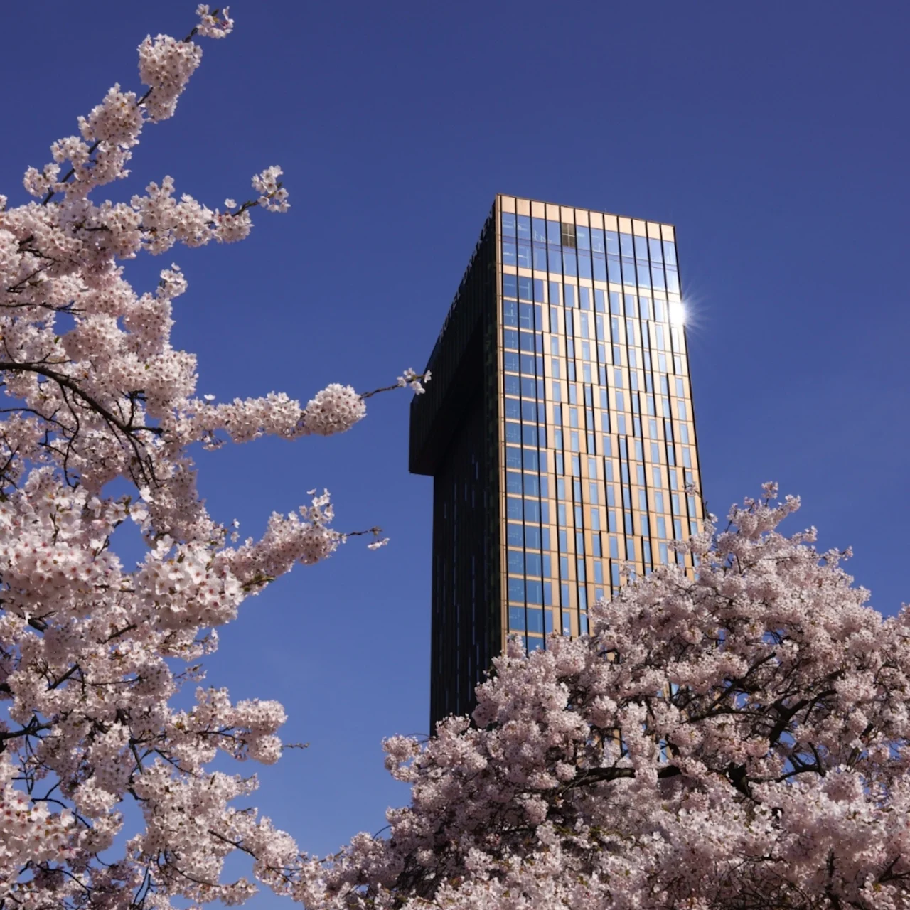 En hög, modern skyskrapa reflekterar solljus, omgiven av blommande körsbärsträd mot en klarblå himmel.