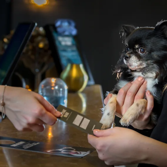 En liten svartvit hund hålls av en person medan de räcker ett kort till en annan individ över en disk. Bakgrunden visar en modern, svagt upplyst interiör med skärmar och en dekorativ vas. Text på ett kort: "QUALITY INN."