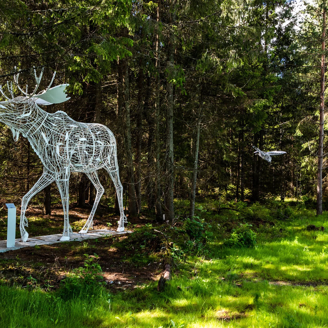 A white wire sculpture of a moose stands still amidst dense trees, with sunlight illuminating a grassy forest clearing beside it.