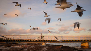 Flying sea gulls by the beach, photo competition 2021_16_9