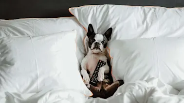 Picture of a cute dog laying in bed, enjoying Dogcation.