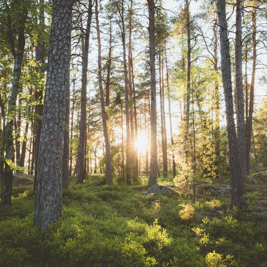 Sunlight streaming through tall trees in a lush green forest, creating a peaceful and natural scene.