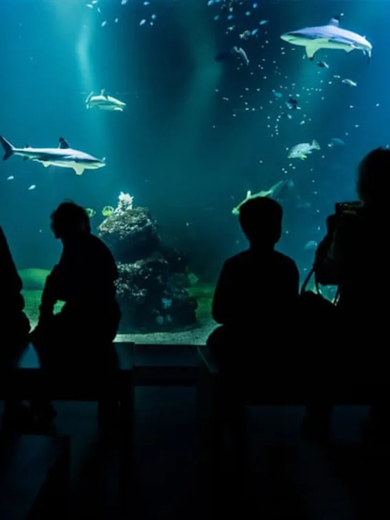 Silhuetter af mennesker, der er betaget af det pulserende marineliv, herunder hajer og forskellige fisk, i et stort, dæmpet akvarium.