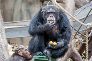 Julius chimpanzee Dyreparken Kristiansand
