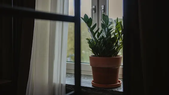 A potted plant sits quietly on a window ledge. Sunlight filters through white curtains, softly illuminating the scene, while the window frames the outside view.