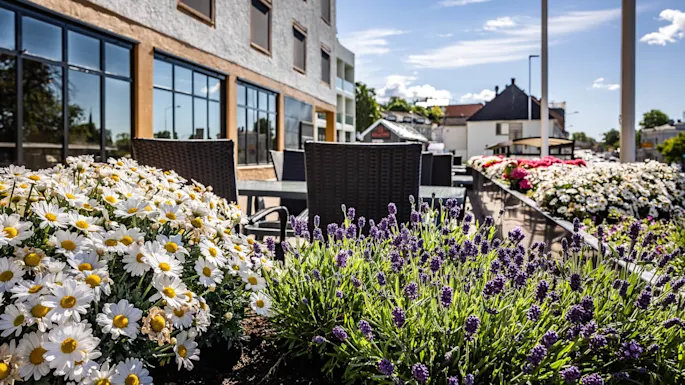 Daisies and lavender bloom vibrantly in a planter beside a building with large windows. Outdoor seating is set up in the sunlit street, surrounded by more flowers.