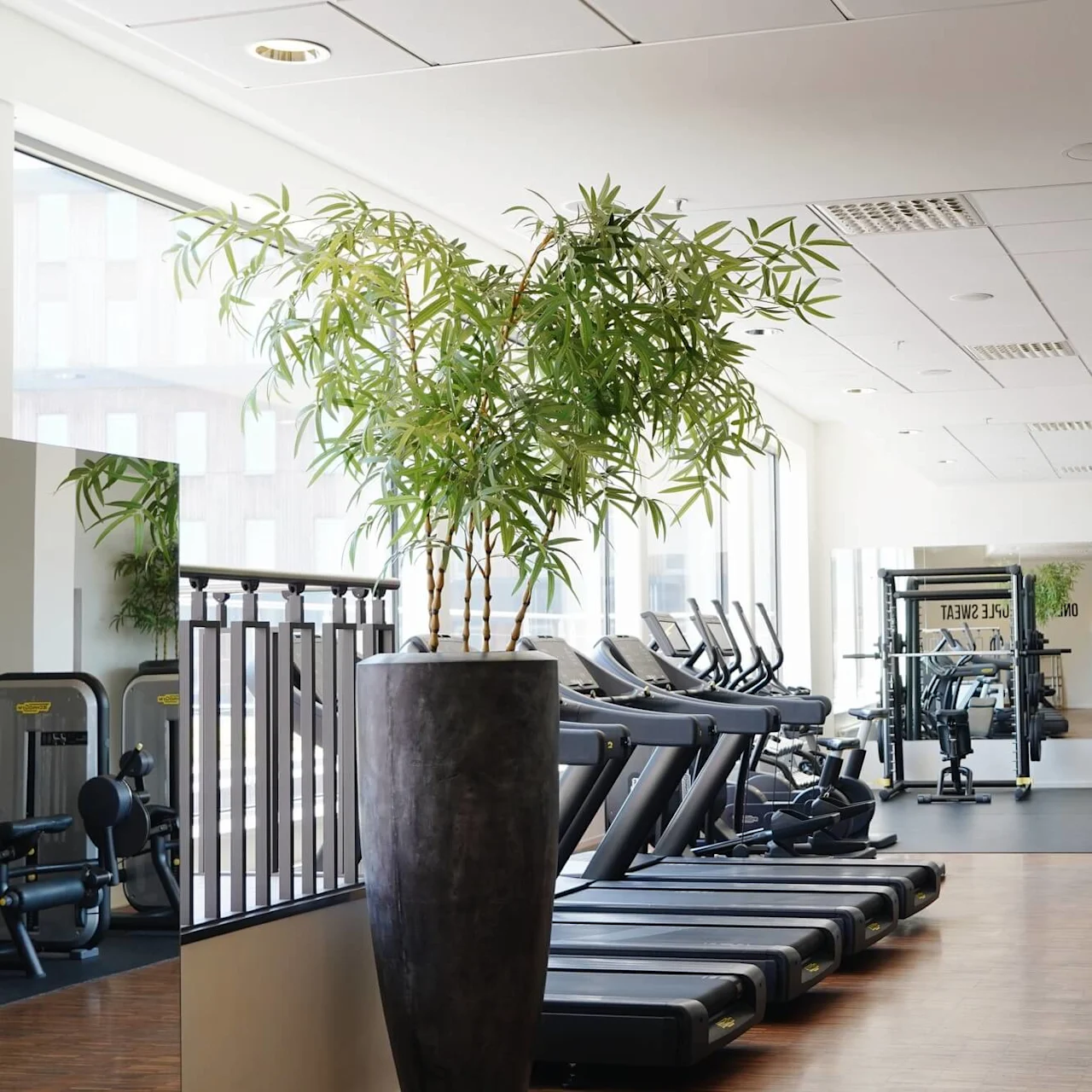 Treadmills stand idle alongside a potted plant in a bright, modern gym. Exercise equipment lines the walls, and mirrors reflect the space, enhancing the spacious, organized environment.