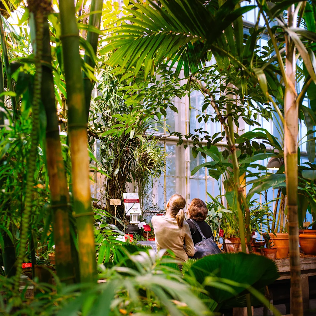 To personer observerer frodige planter i drivhuset Kaisaniemi botaniske hage, omgitt av mangfoldig løvverk og naturlig lys.