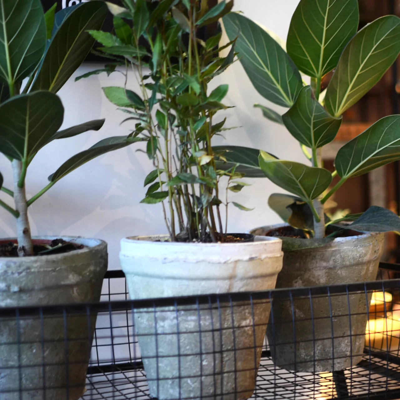 Potted plants on a metal shelf, indoor cozy atmosphere with soft lighting and furnishings in the background.