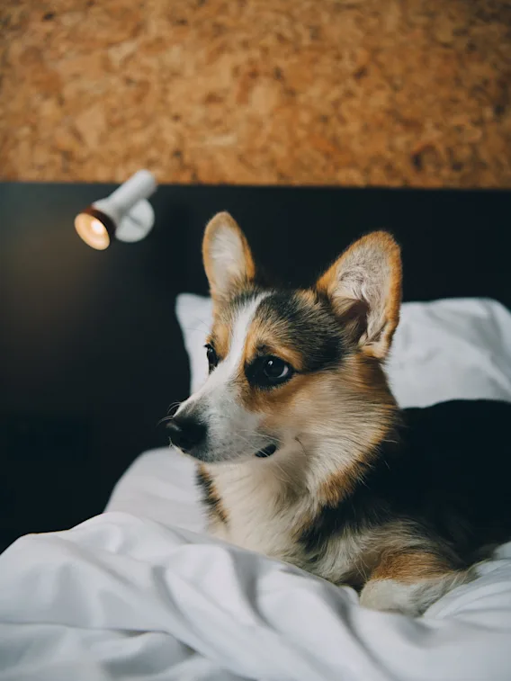 En corgi ligger på en vit säng och ser alert ut. En trävägg och en liten spotlightlampa bildar bakgrunden.