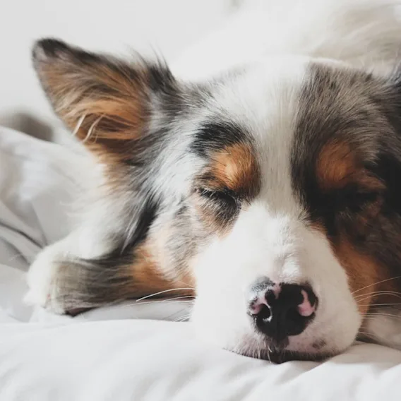 Glad hund sovandes i hotellsäng