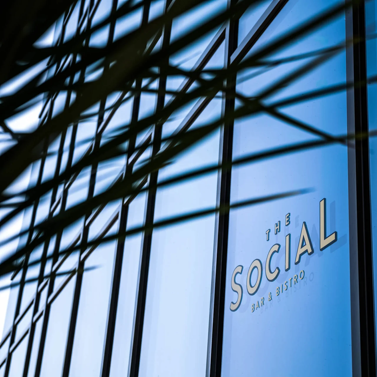 Vindu viser teksten "THE SOCIAL BAR & BISTRO"; palmeblader kaster skygger over glasset med blå himmel reflektert i sollys.