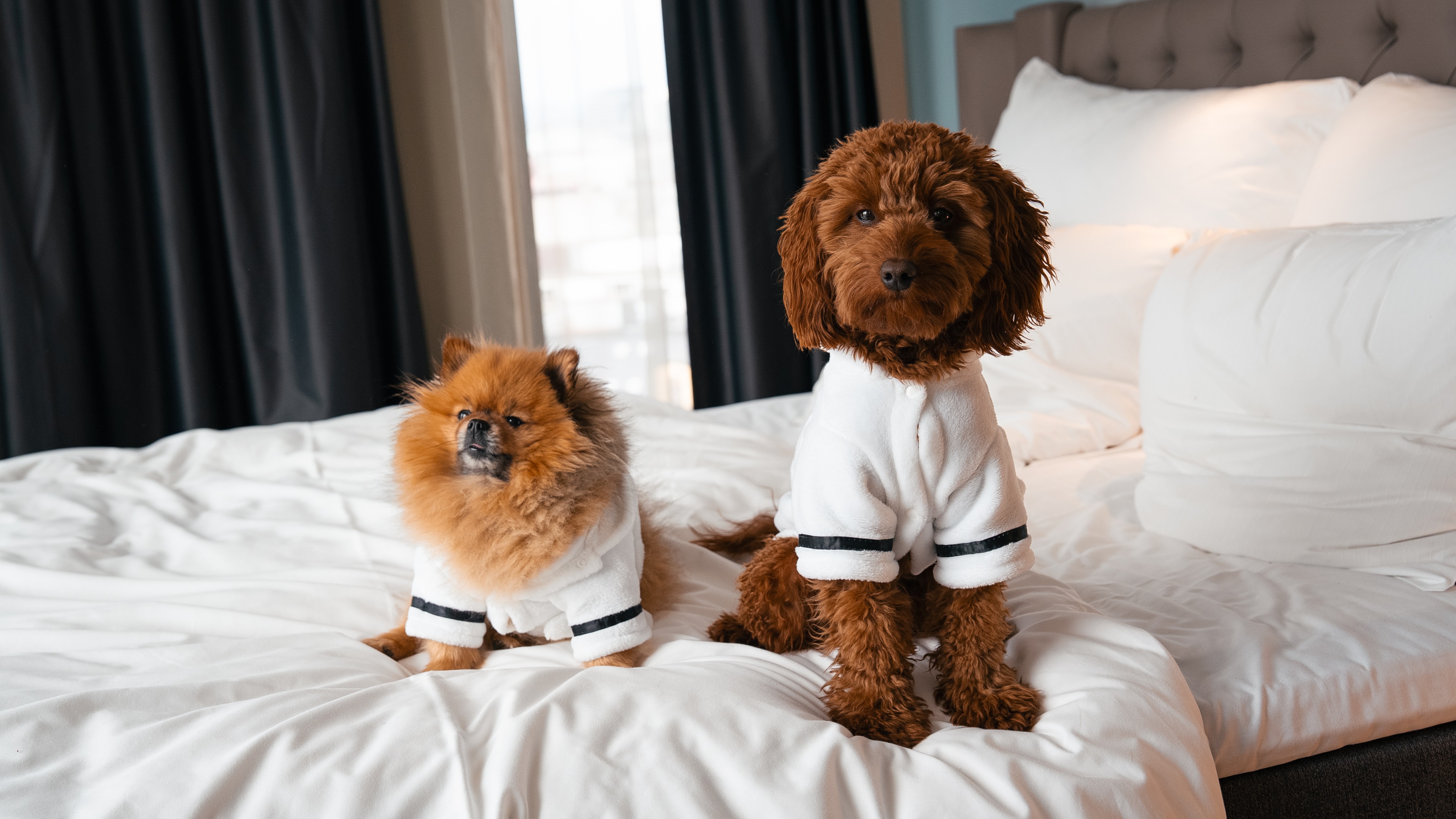 Two adorable dogs in white robes relaxing on a comfortable bed in a hotel room.