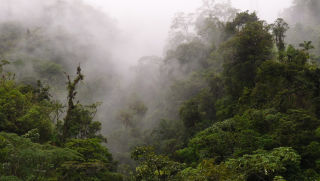 Regnskog i Panama