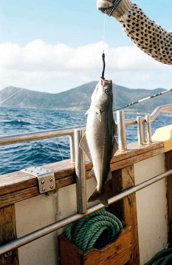 Vastapyydetty kala roikkuu onkisiimasta veneen laidan yli, meri ja vuoret taustalla.
