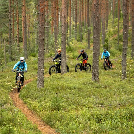 Neljän pyöräilijän ryhmä ajamassa fatbike-pyörillä kapealla polulla tiheässä mäntymetsässä.