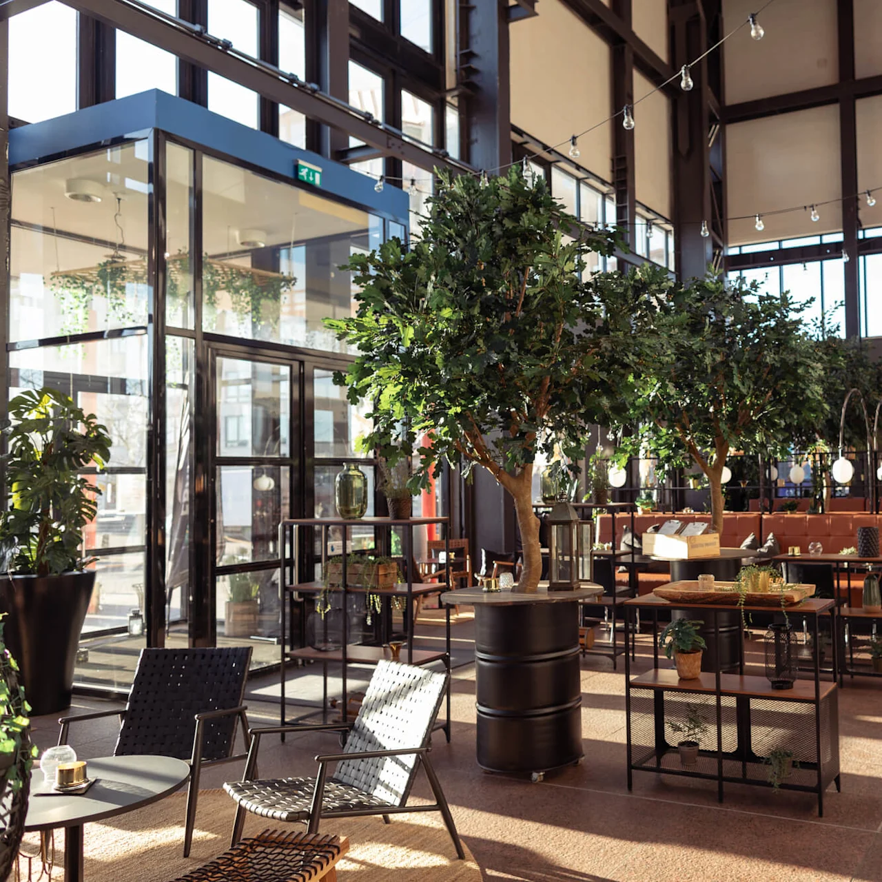 Spacious cafe with indoor trees, black chairs, and tables arranged in a sunlit area with large windows and high ceilings.