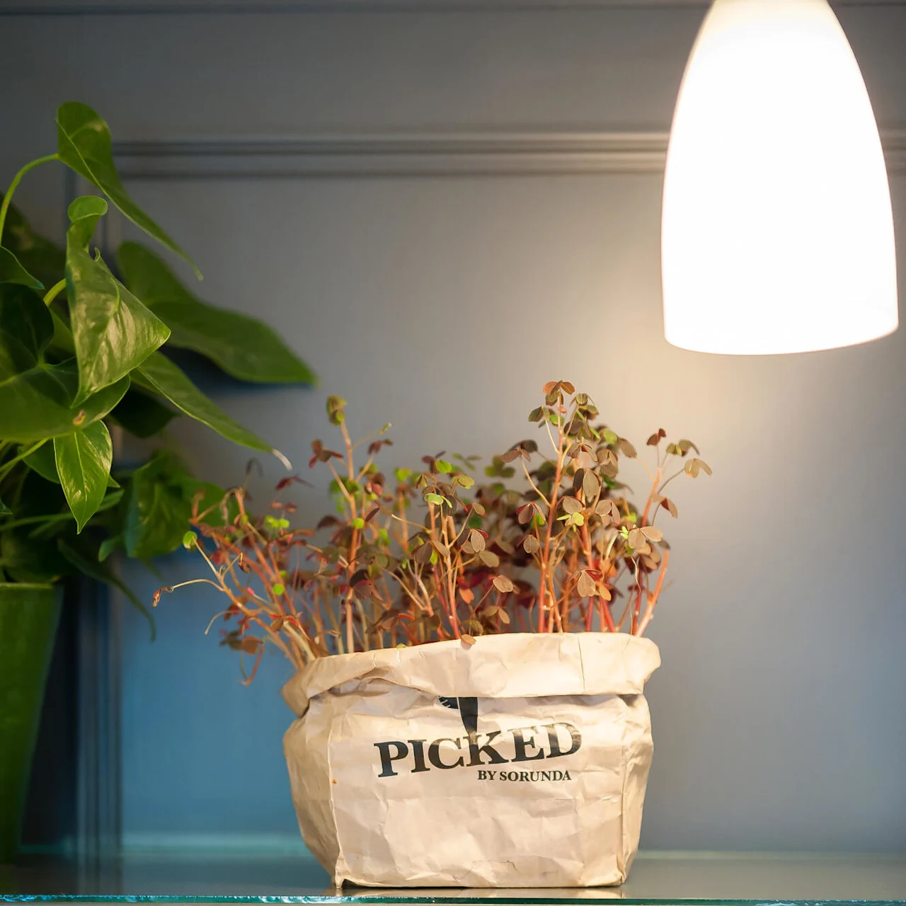 En papirpose merket med "PICKED BY SORUNDA" inneholder en frodig plante på en hylle, belyst av en hengende lampe over.